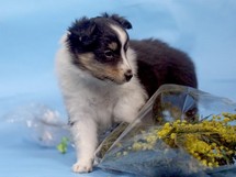 puppies