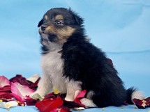 puppies