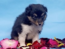 puppies