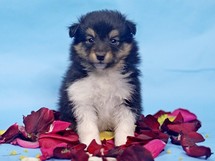 puppies