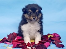 puppies