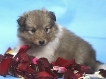puppies