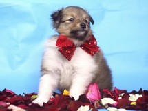 puppies