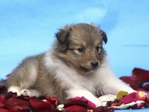 puppies