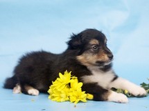 puppies