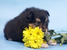 puppies