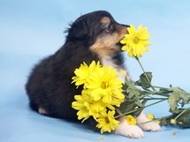 puppies