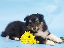 puppies