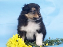 puppies
