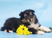 puppies