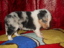 puppies