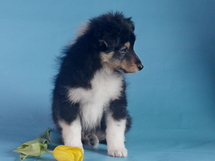 puppies