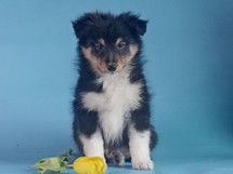 puppies