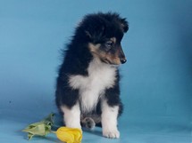 puppies