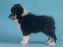 puppies