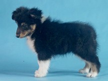 puppies