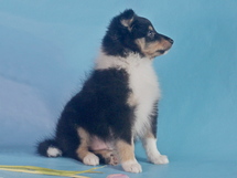 puppies