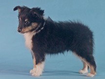 puppies