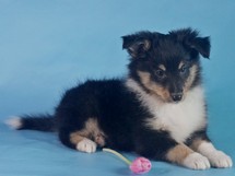 puppies