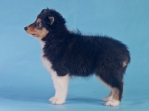 puppies