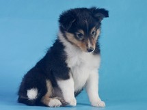 puppies