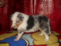 puppies
