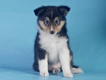 puppies