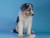 puppies