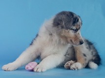 puppies