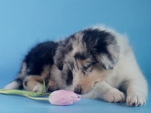 puppies
