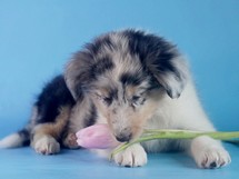 puppies