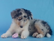 puppies