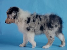 puppies