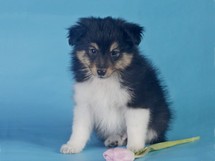 puppies