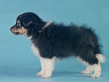 puppies