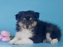 puppies