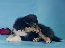 puppies