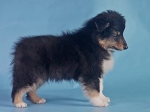 puppies