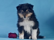 puppies