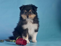 puppies