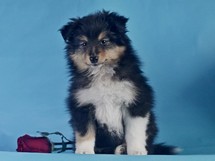 puppies