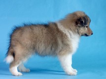 puppies