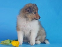 puppies