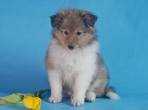 puppies