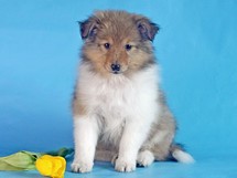 puppies