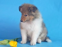 puppies