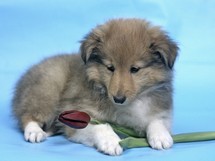 puppies