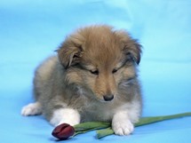 puppies
