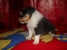 puppies