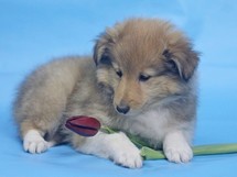 puppies
